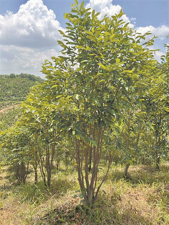 人工沉香种植技术视频_沉香的人工种植技术_人工沉香种植技术与管理