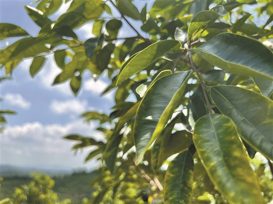 人工沉香种植技术视频_人工沉香种植技术与管理_沉香的人工种植技术