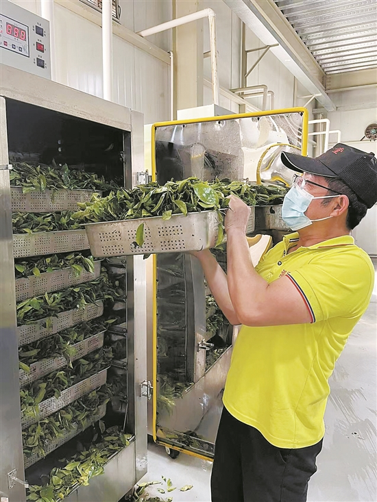 人工沉香种植技术与管理_沉香的人工种植技术_人工沉香种植技术视频