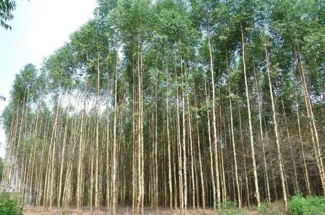 农村致富新项目种植_农村致富种植_种植庄稼如何致富