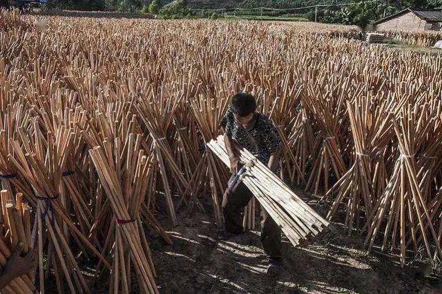 农村致富种植_种植庄稼如何致富_农村致富新项目种植