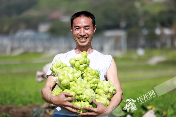 重庆：打好现代山地特色高效农业牌 点燃乡村振兴新引擎