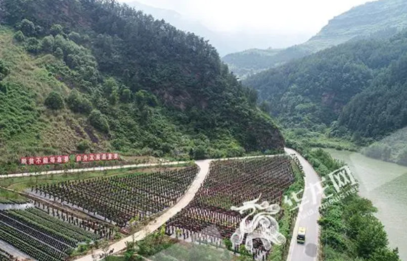 山地养殖业致富项目有哪些_山地养殖场_山区养殖什么致富项目