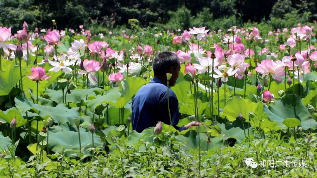 致富种植莲蓬图片_种植莲蓬收入怎么样_致富经种植莲蓬