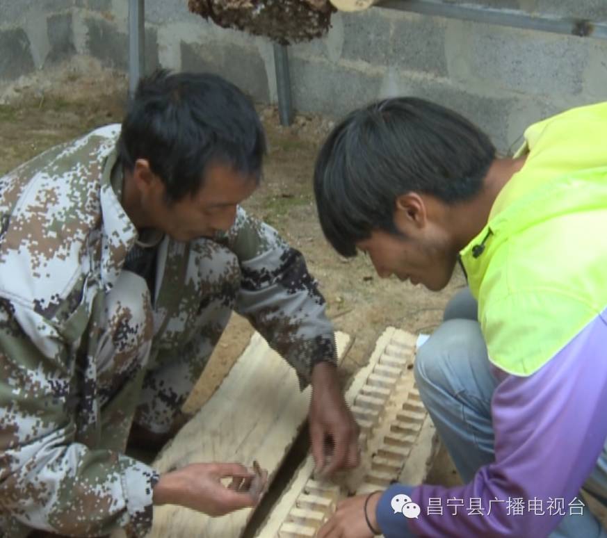 致富经山羊养殖技术视频_养殖山羊增收致富_致富经山羊养殖视频