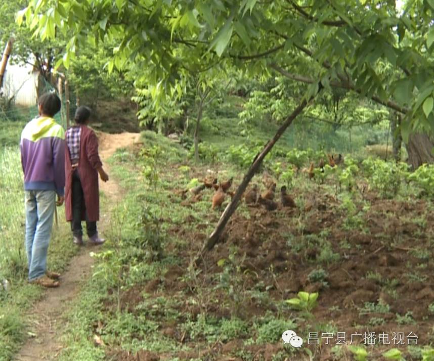 养殖山羊增收致富_致富经山羊养殖技术视频_致富经山羊养殖视频