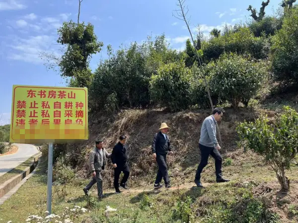 致富茶叶种植茶园怎么样_茶园茶叶种植致富_茶叶致富带头人