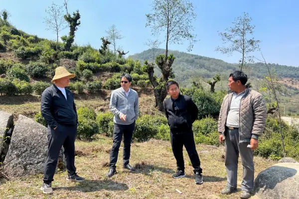 茶叶致富带头人_致富茶叶种植茶园怎么样_茶园茶叶种植致富