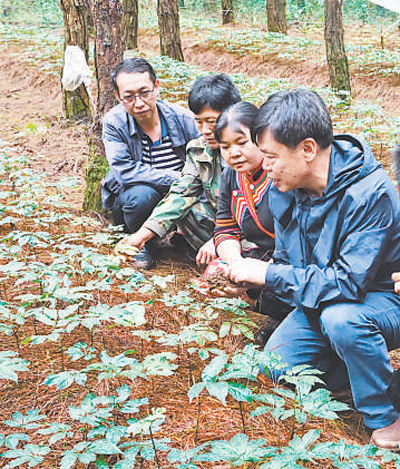 种植庄稼如何致富_农村致富新项目种植_致富种植视频全集