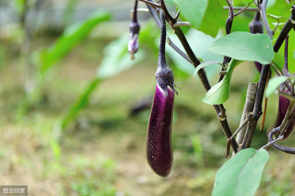 手把手教你种茄子！掌握6个关键技术，一年都有茄子吃