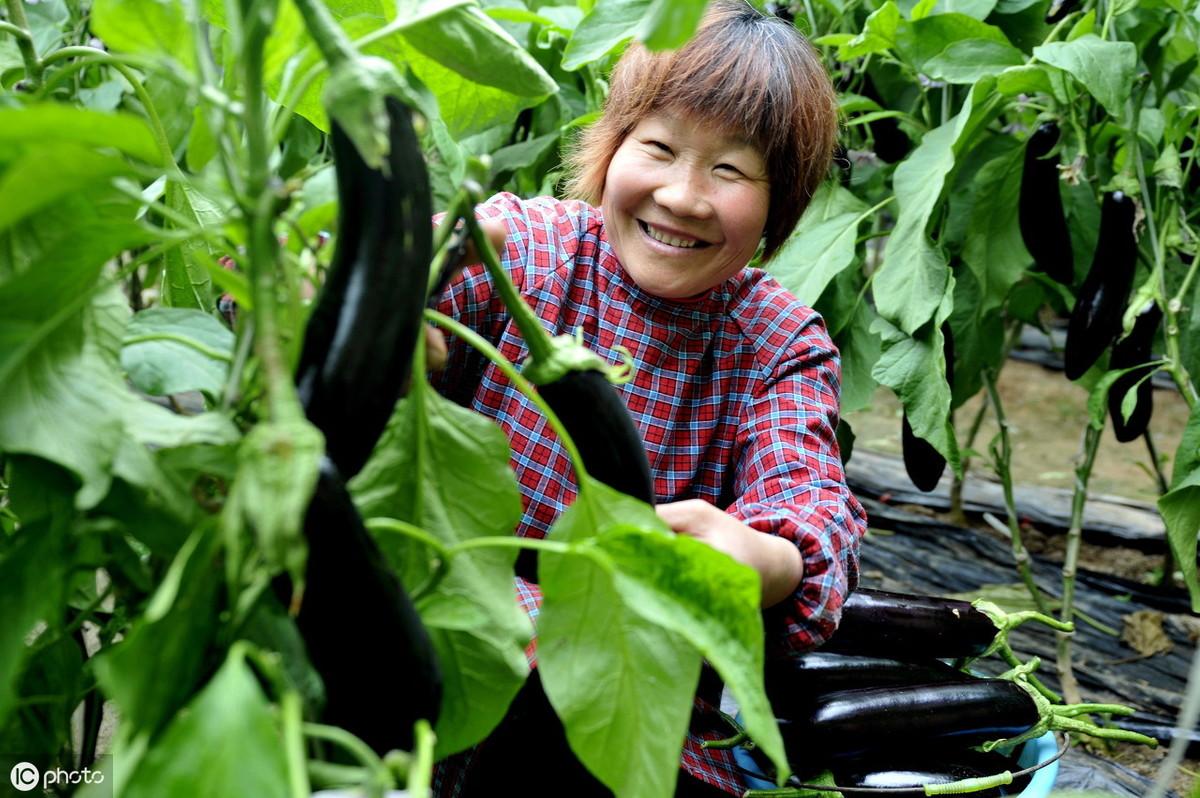 茄子的种植技术_茄子种植技术与管理视频_茄子种植技术与管理