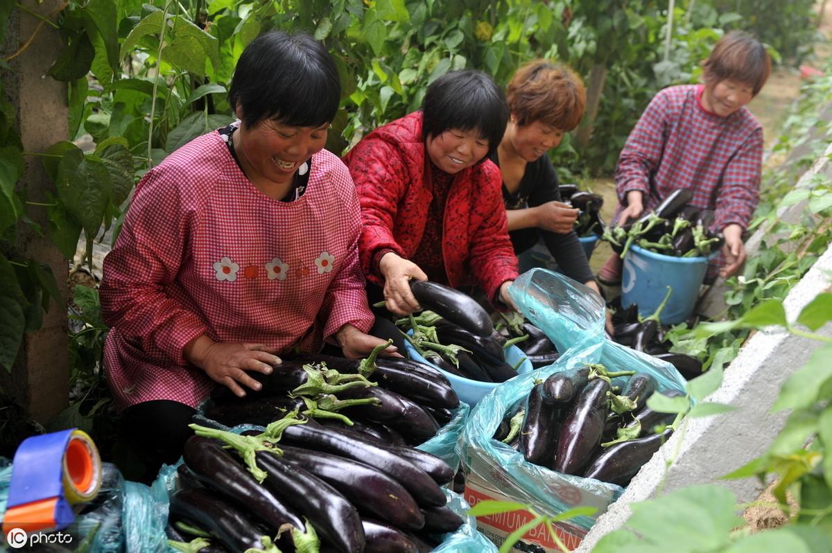 茄子种植技术与管理_茄子种植技术与管理视频_茄子的种植技术