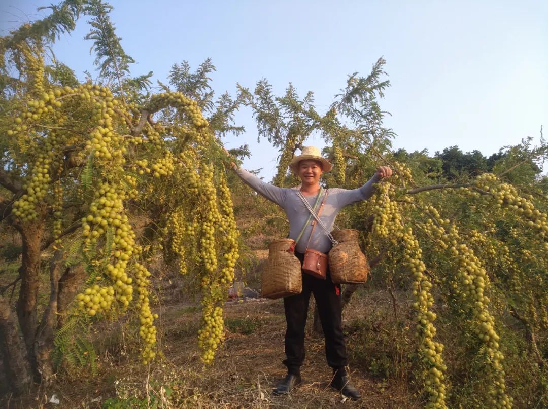 农村种植药材致富项目_种植药材发家致富_返乡种植药材致富