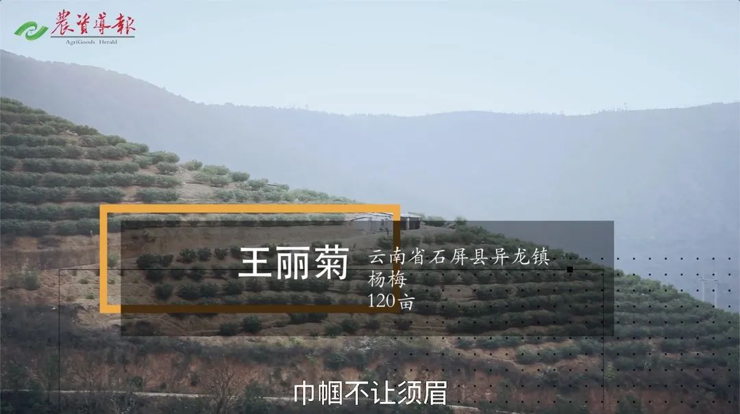 种植杨梅的技术指导一下_杨梅种植过程_杨梅种植技术种