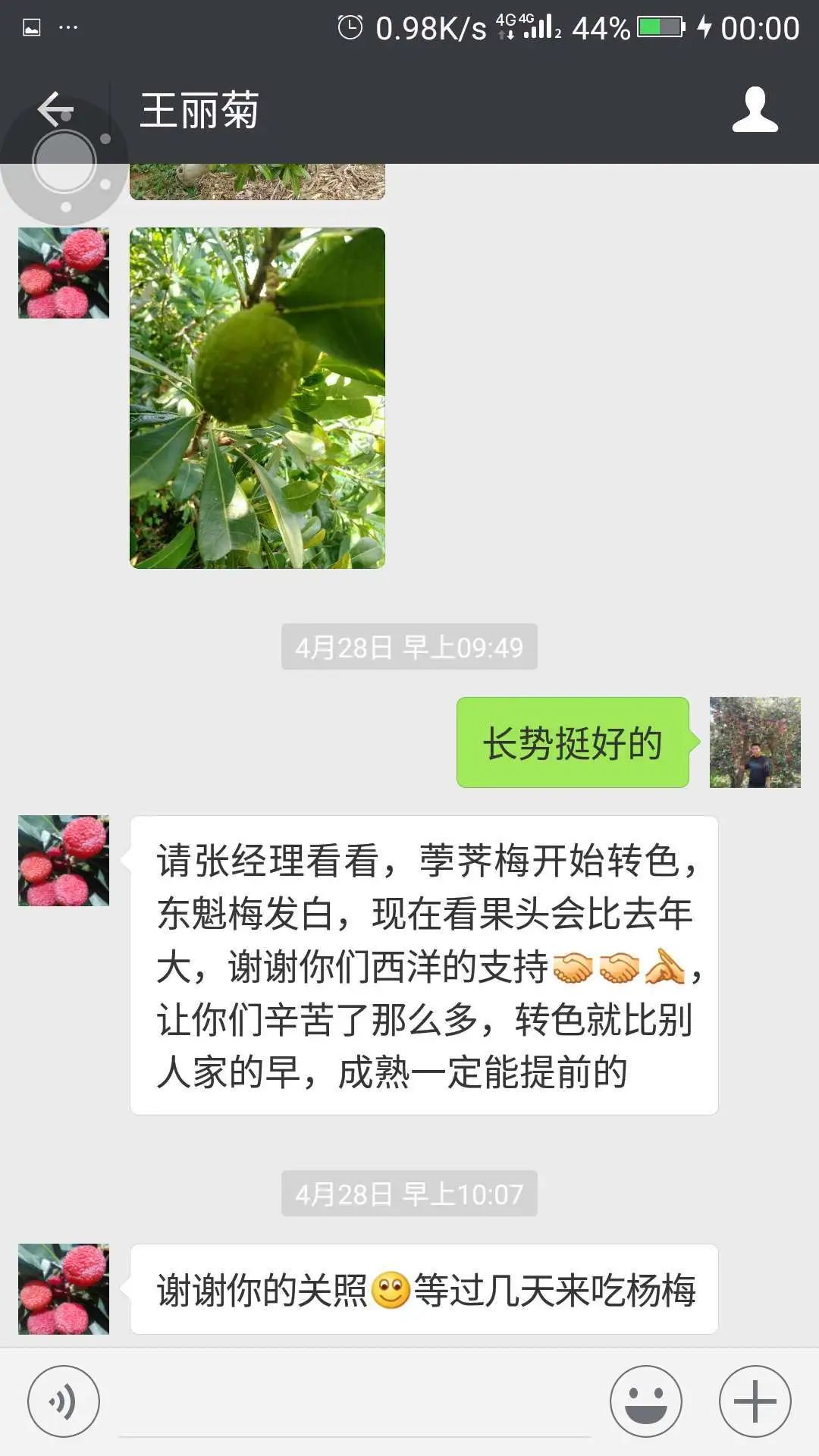 种植杨梅的技术指导一下_杨梅种植技术种_杨梅种植过程