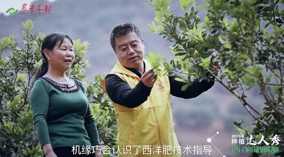 杨梅种植技术种_种植杨梅的技术指导一下_杨梅种植过程