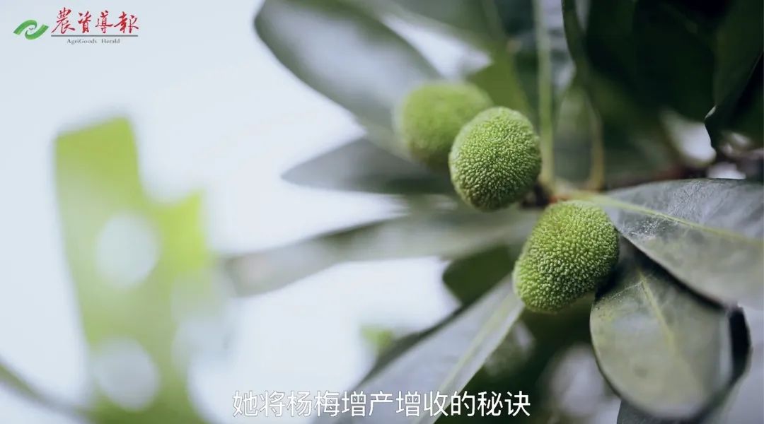 杨梅种植过程_杨梅种植技术种_种植杨梅的技术指导一下