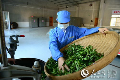 茶园茶叶种植致富_致富茶叶种植茶园怎么样_茶叶示范种植基地