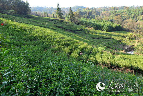 茶园茶叶种植致富_茶叶示范种植基地_致富茶叶种植茶园怎么样