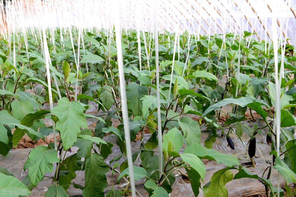 茄子种植技术与管理_茄子种植技术和种植时间_茄子的种植技术