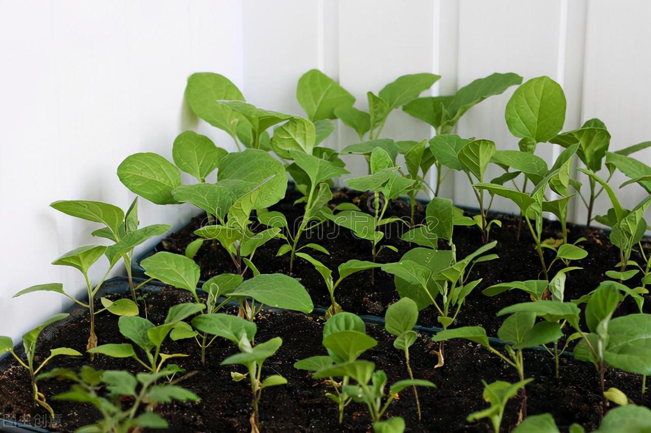 茄子种植技术与管理_茄子的种植技术_茄子种植技术和种植时间