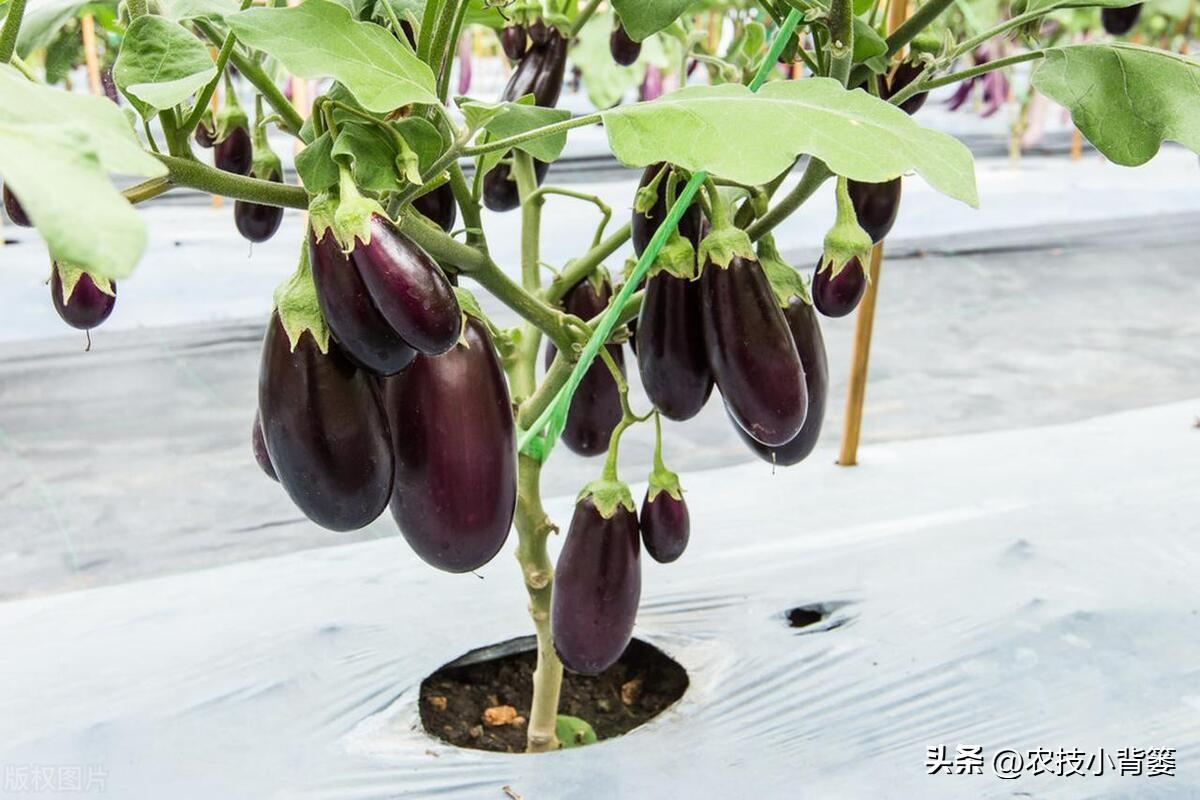 茄子的种植技术_茄子种植技术和种植时间_茄子种植技术视频请看农广天地