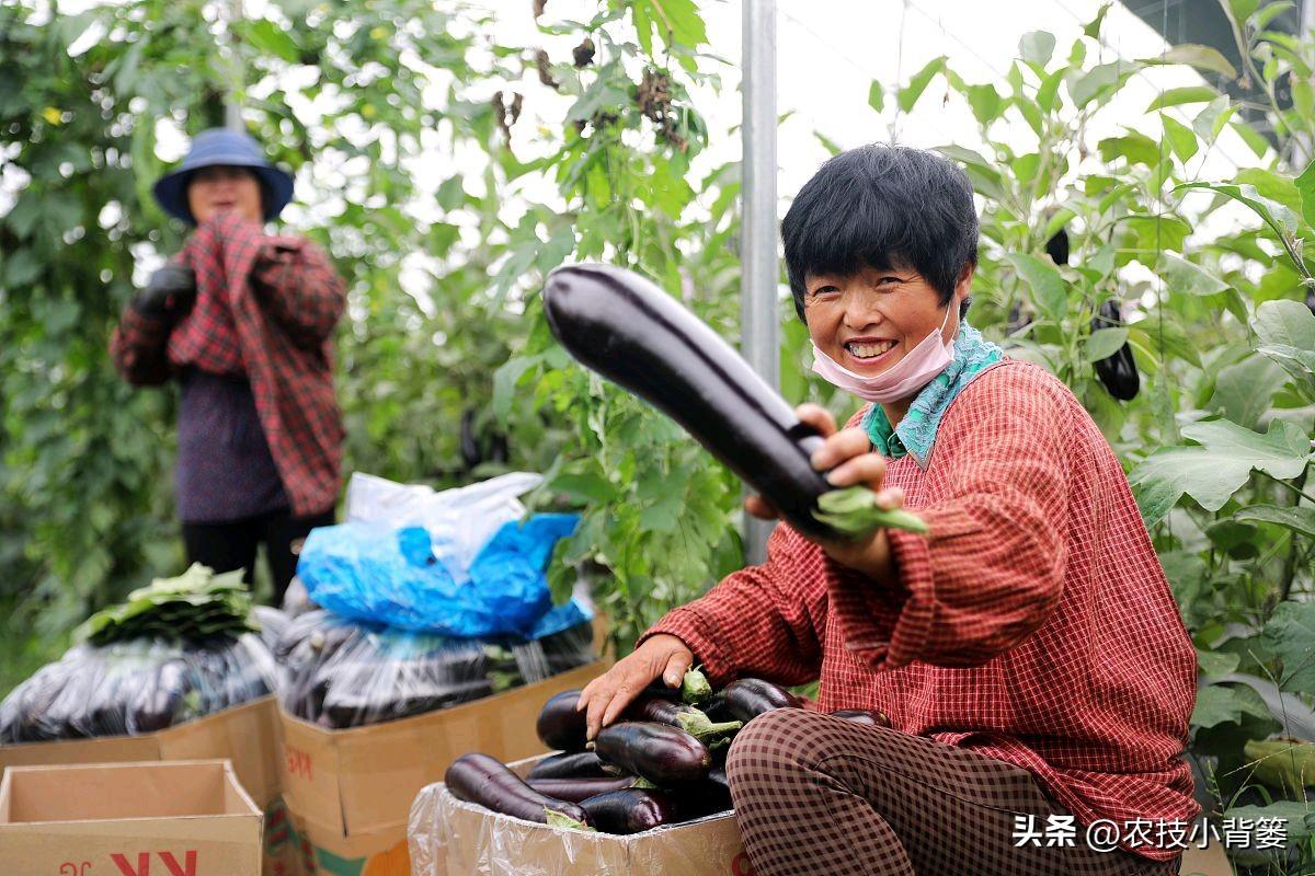 茄子的种植技术_茄子种植技术和种植时间_茄子种植技术视频请看农广天地