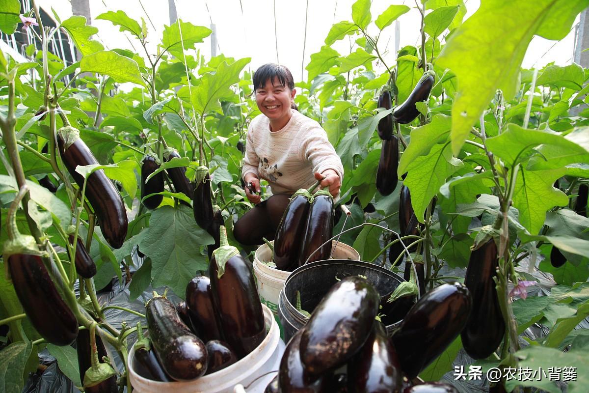 茄子的种植技术_茄子种植技术和种植时间_茄子种植技术视频请看农广天地