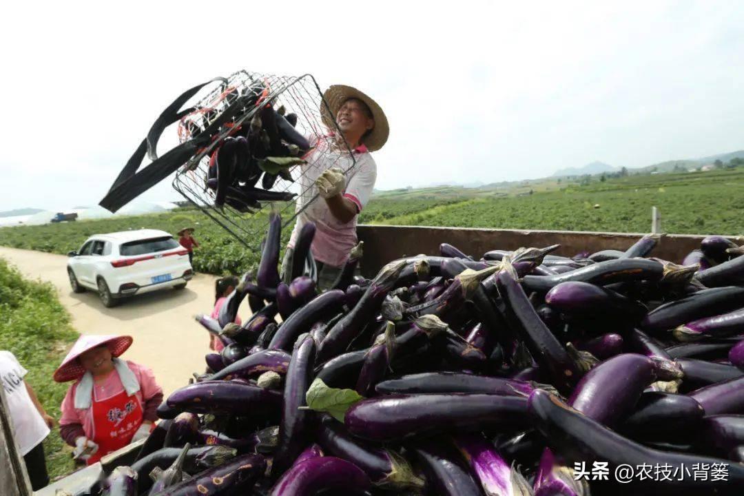 茄子的种植技术_茄子种植技术视频请看农广天地_茄子种植技术和种植时间