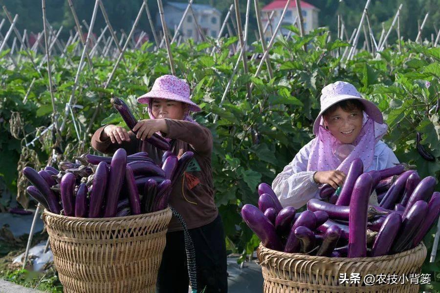 茄子种植技术视频请看农广天地_茄子种植技术和种植时间_茄子的种植技术