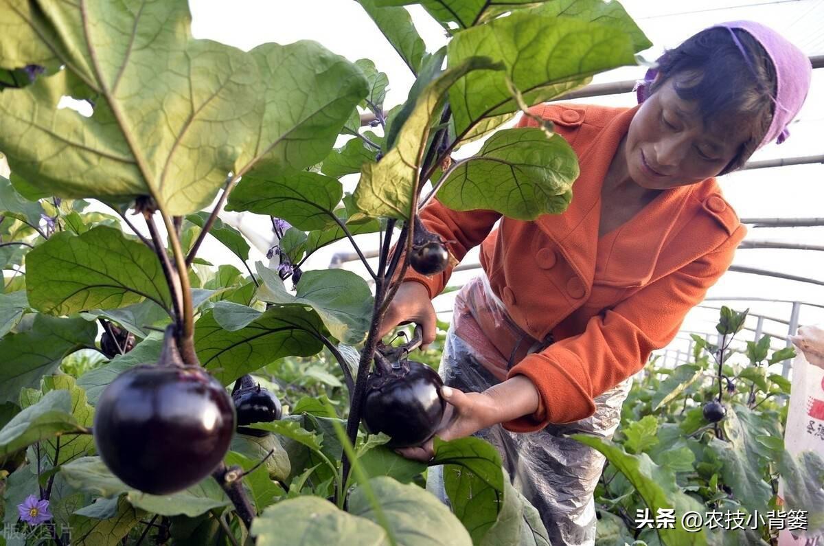 茄子种植技术视频请看农广天地_茄子种植技术和种植时间_茄子的种植技术