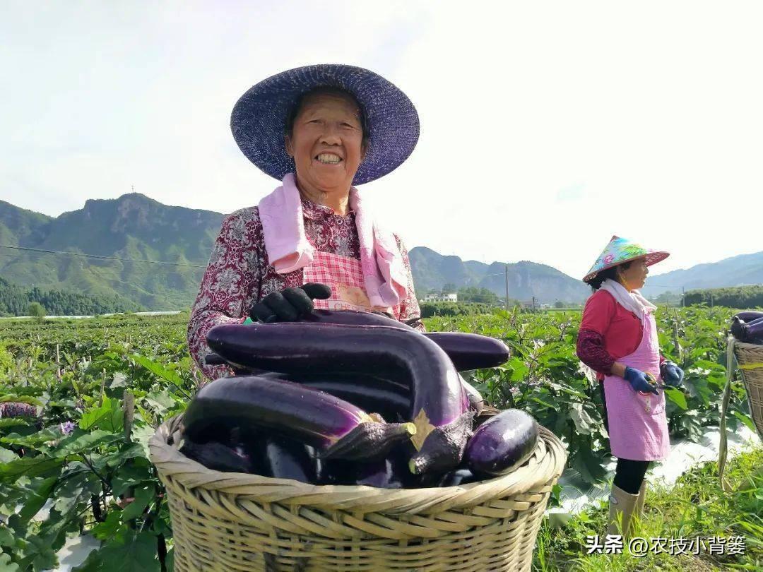 茄子种植技术和种植时间_茄子的种植技术_茄子种植技术视频请看农广天地