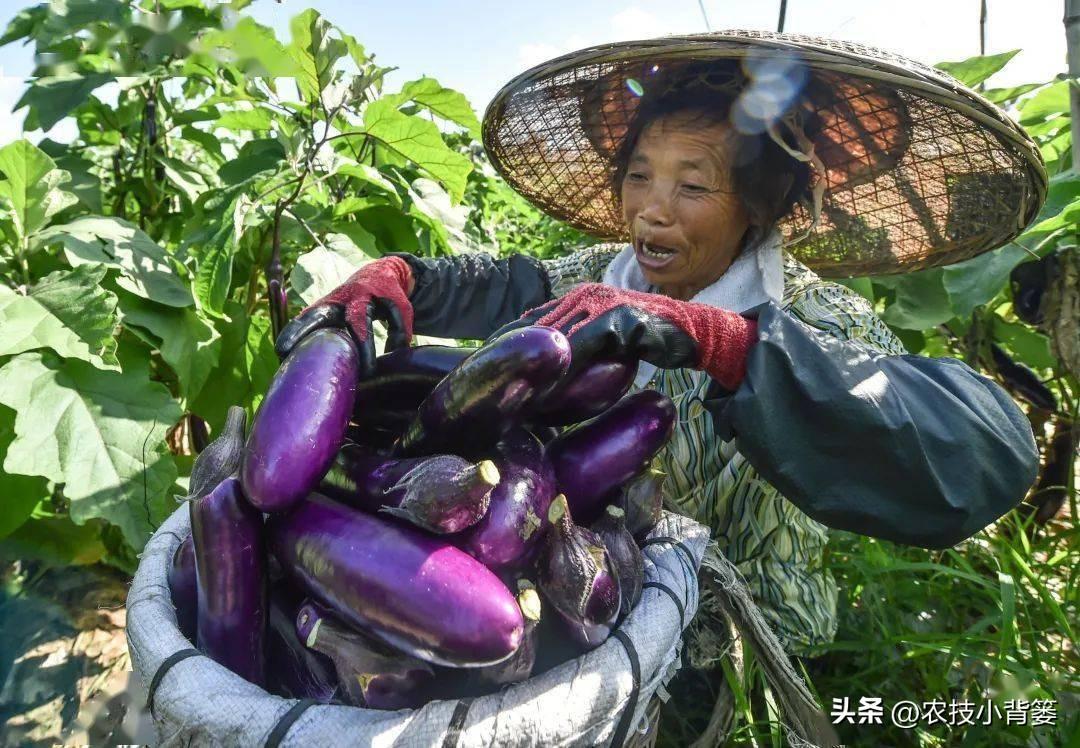 茄子的种植技术_茄子种植技术和种植时间_茄子种植技术视频请看农广天地