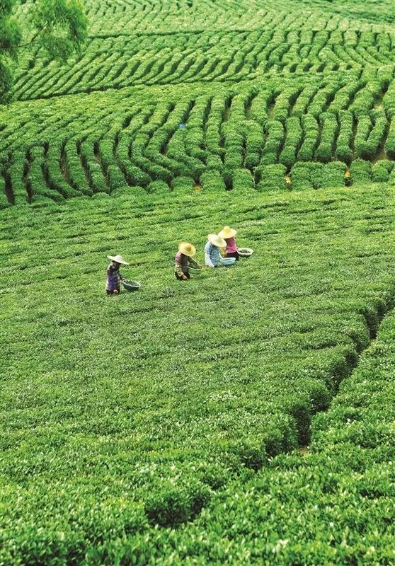 茶园茶叶种植致富_致富茶叶种植茶园怎么样_茶叶致富带头人