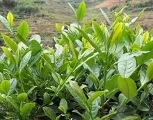 茶园茶叶种植致富_茶叶致富带头人_致富茶叶种植茶园怎么样