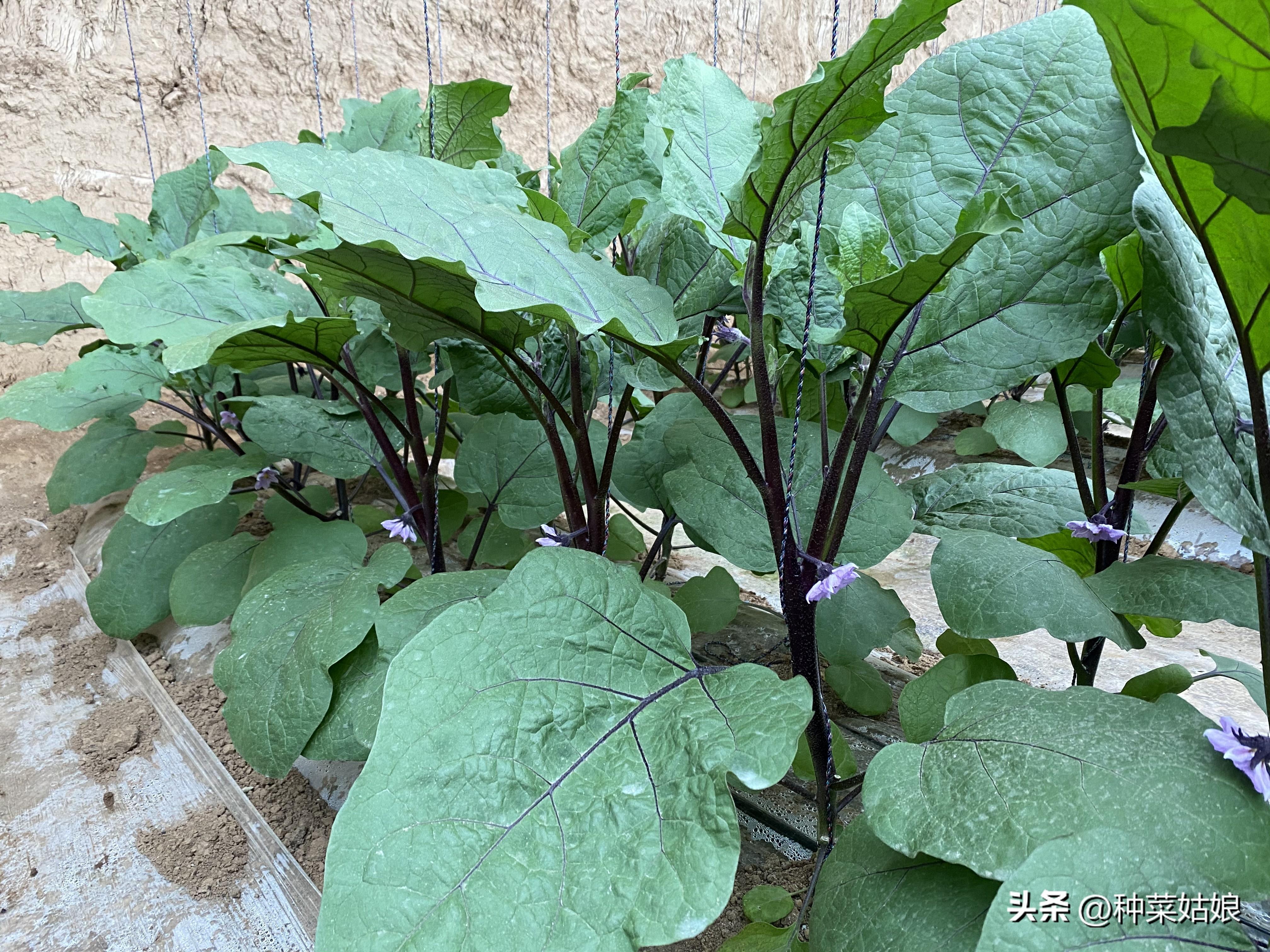 茄子种植技术与管理_茄子种植技术与管理视频_茄子的种植技术