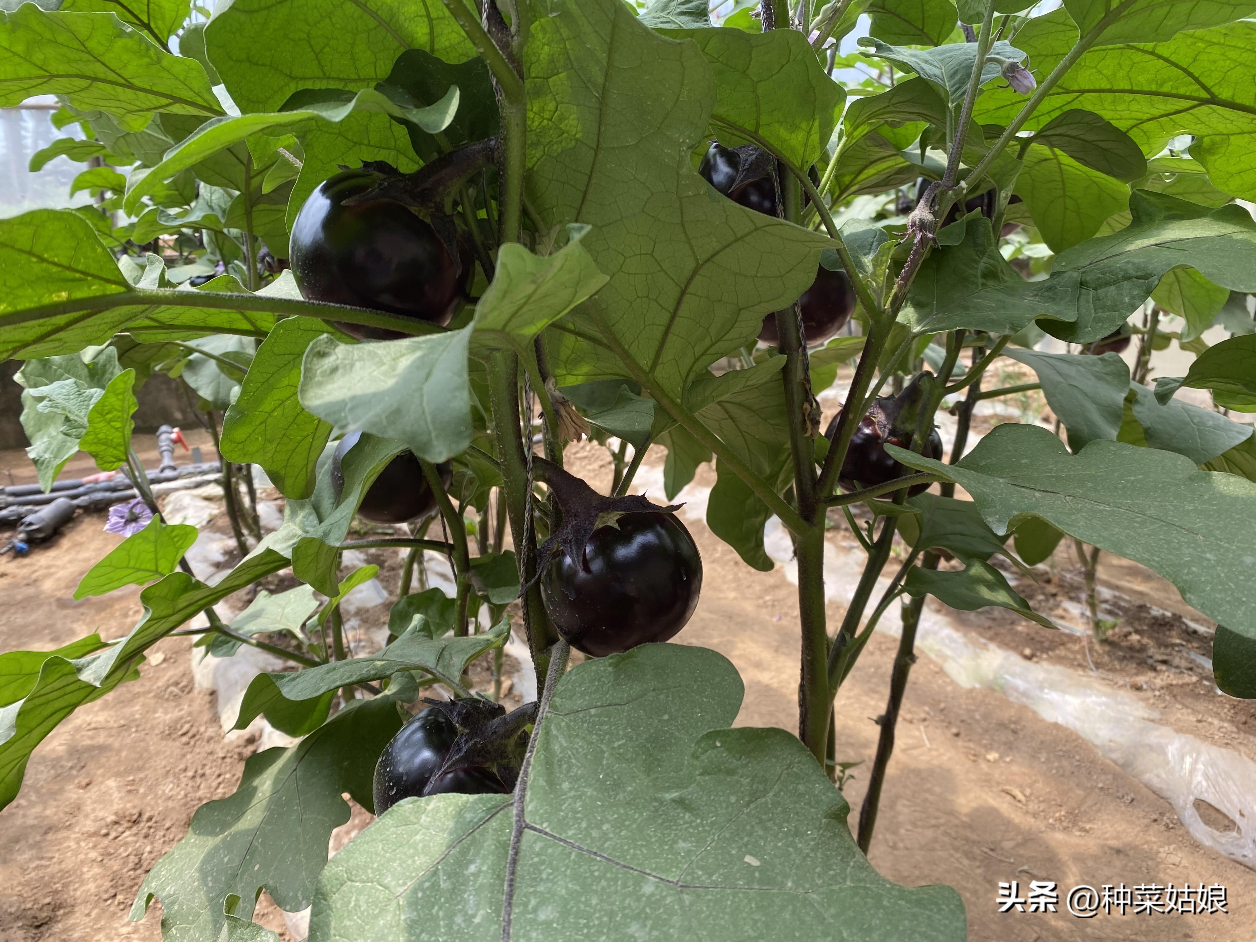 茄子的种植技术_茄子种植技术与管理_茄子种植技术与管理视频