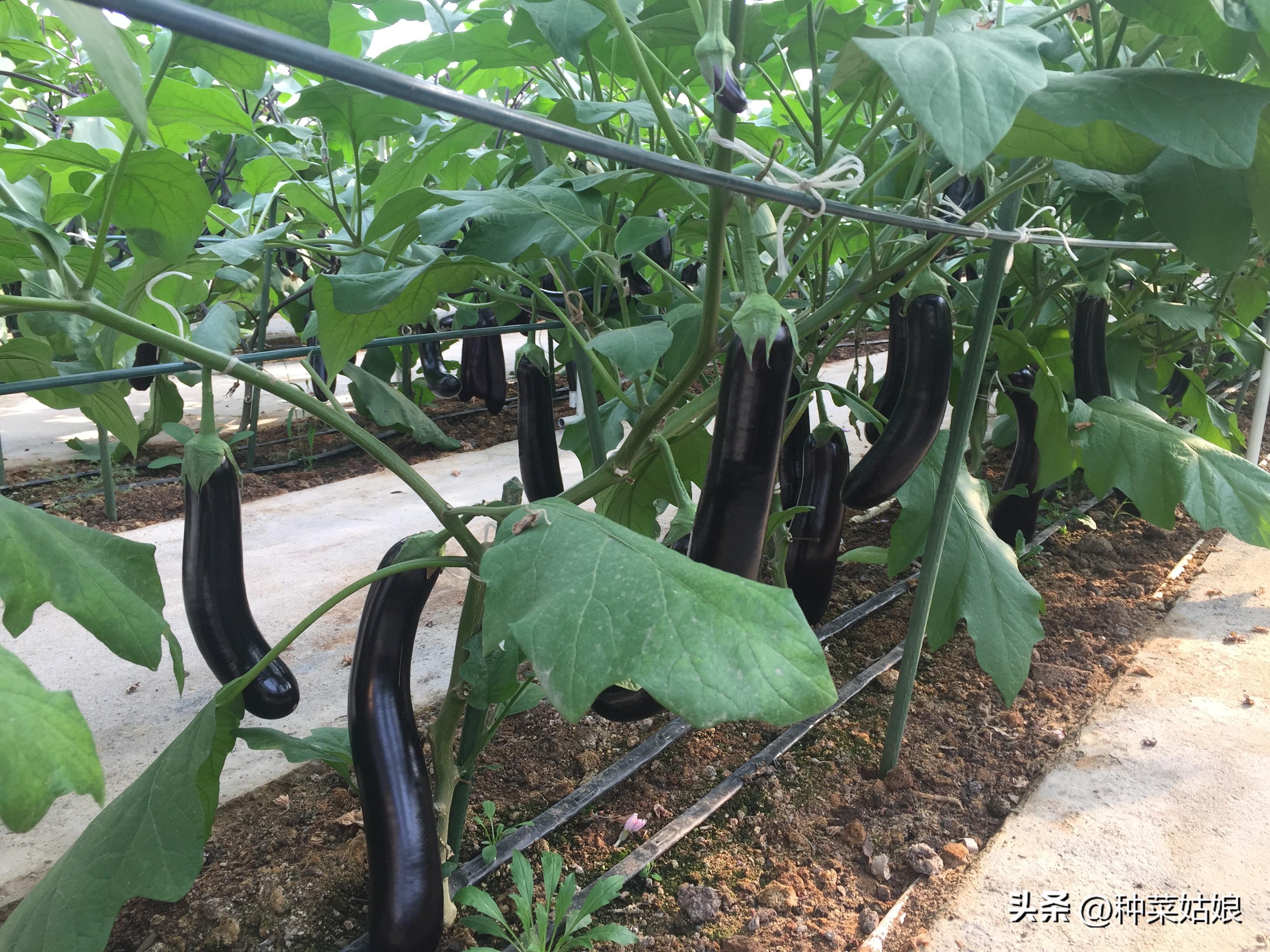 茄子种植技术与管理视频_茄子种植技术与管理_茄子的种植技术