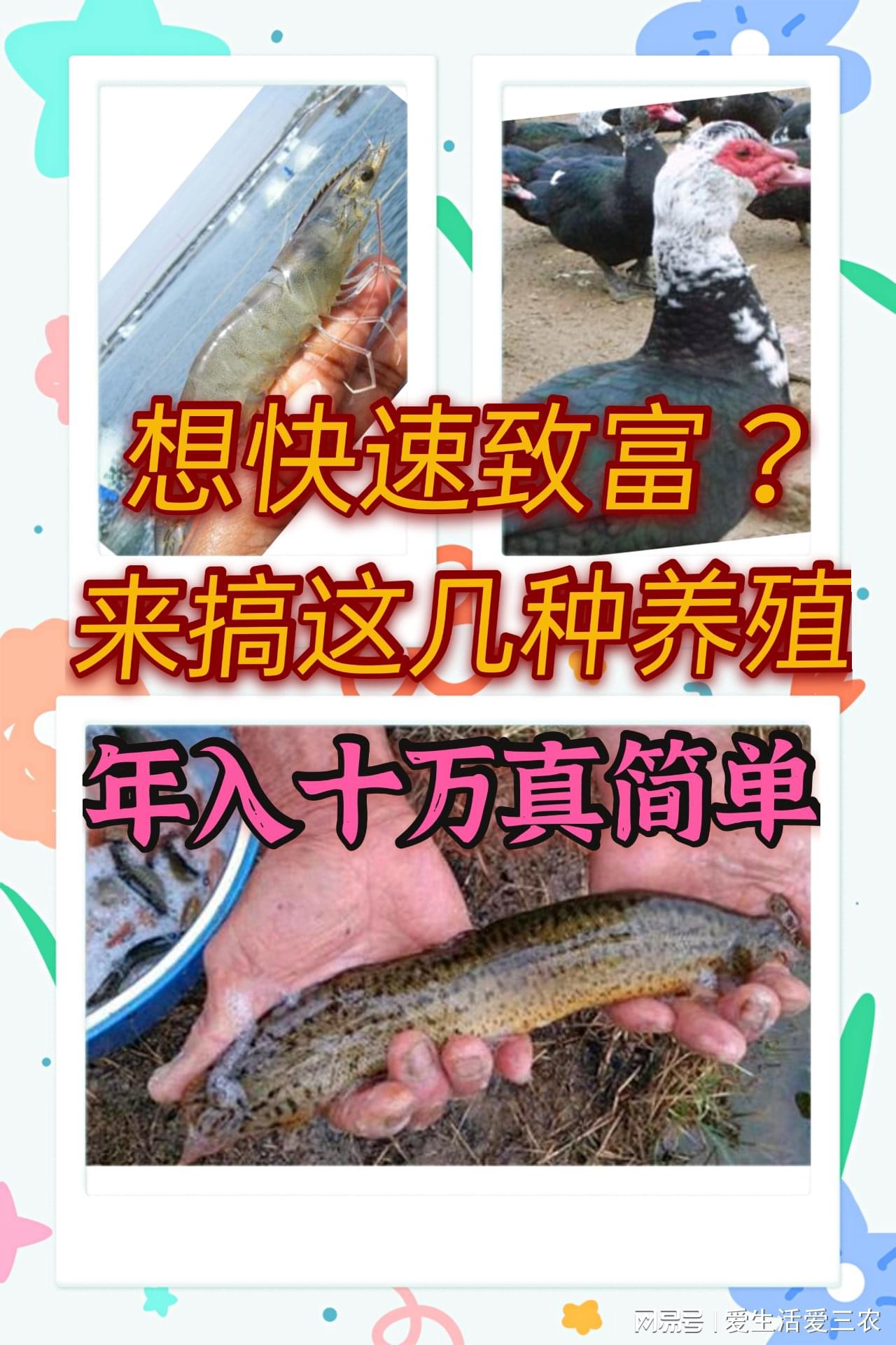 致富经养殖虾_养殖虾致富视频_致富经对虾养殖视频