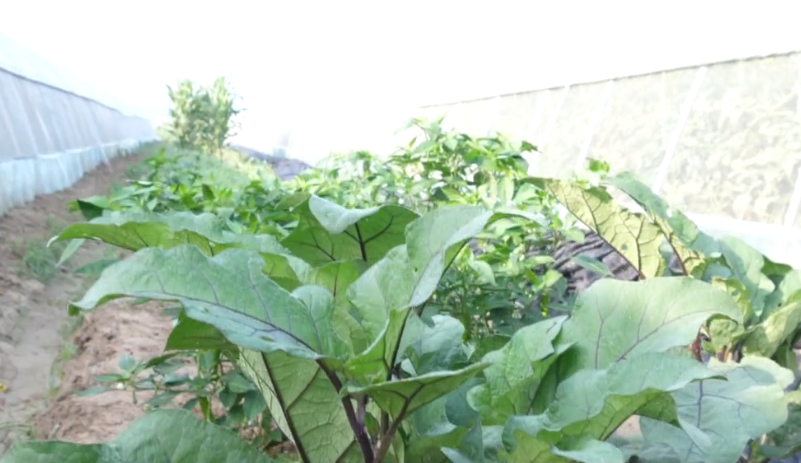 茄子种植技术视频请看农广天地_茄子的种植技术_茄子种植技术与管理