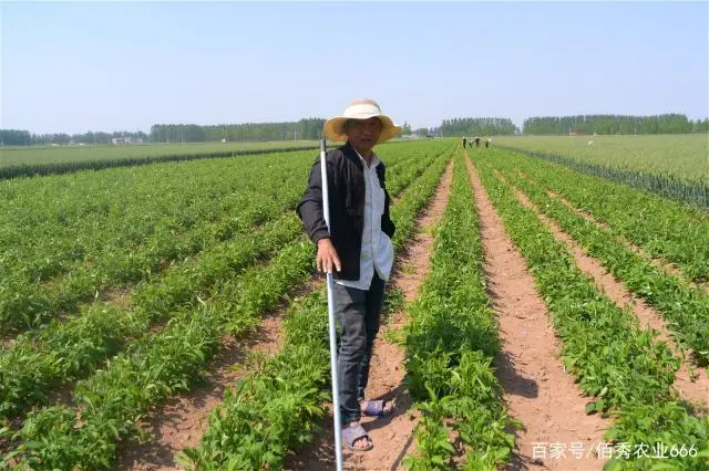 种植大户的现状和发展方向，今后什么样的种植户更赚钱呢？