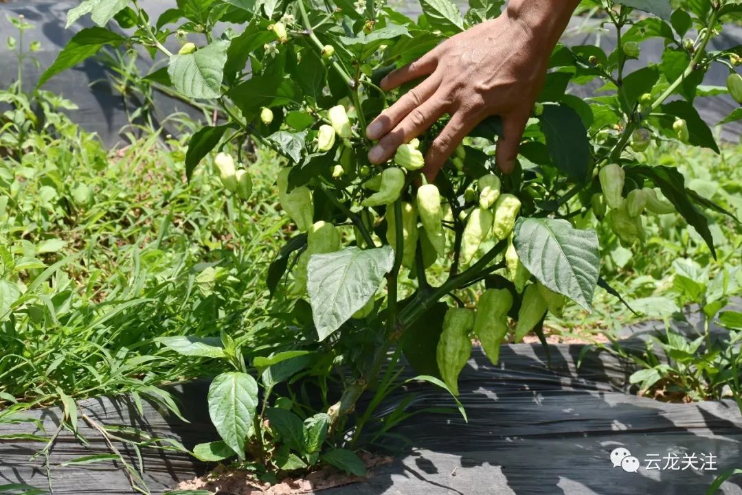 致富种植门路新闻报道_种植致富业_种植致富新门路