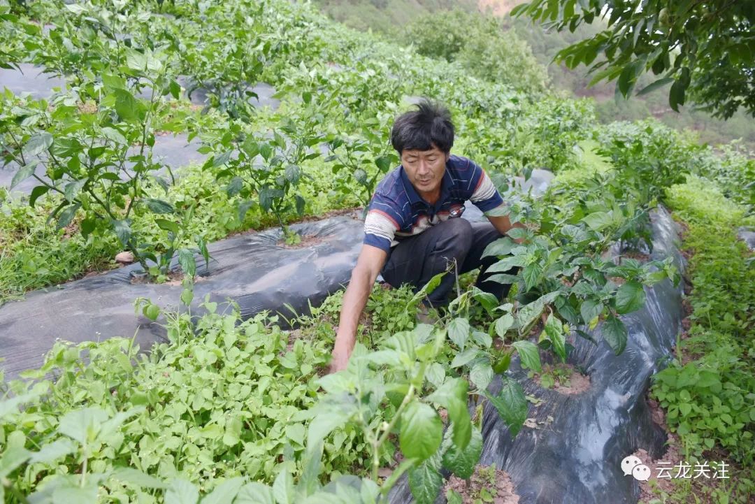 种植致富新门路_种植致富业_致富种植门路新闻报道