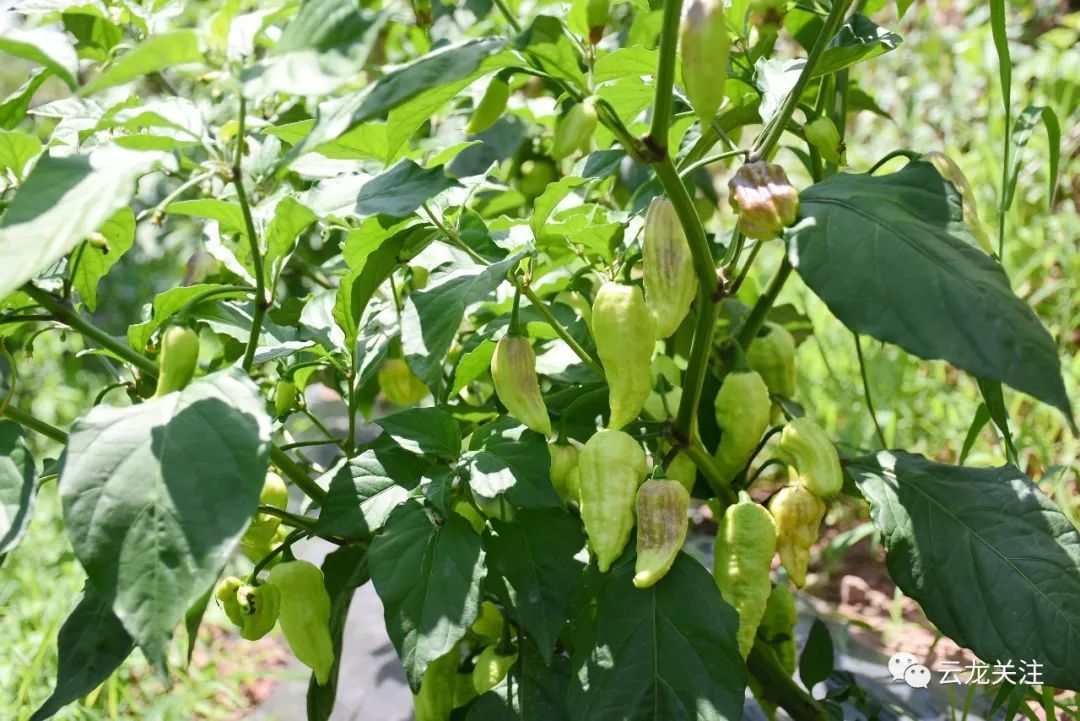 致富种植门路新闻报道_种植致富新门路_种植致富业