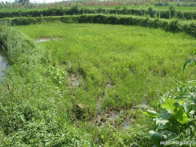 农民致富种植项目_致富种植农业的意义_农业种植致富吗