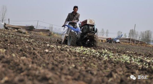 农民致富种植项目_农业种植致富吗_农业致富种植项目