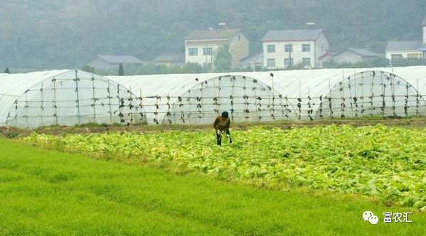 农业种植致富吗_农民致富种植项目_农业致富种植项目