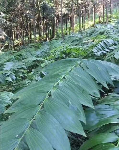 致富种植技术有哪些_致富种植技术视频教程_致富种植技术