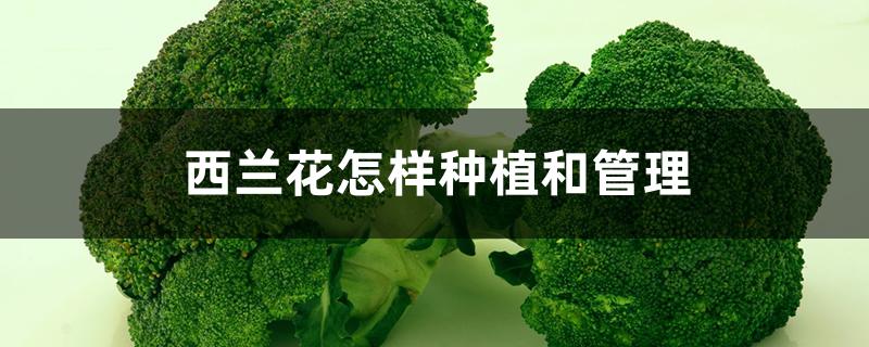 西兰花怎样种植和管理