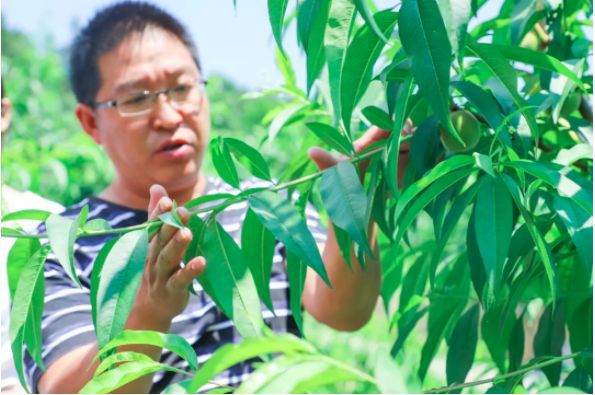 致富种植技术_致富种植技术有哪些_致富种植视频全集